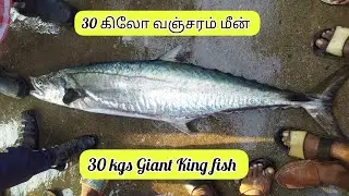 30 கிலோ வஞ்சரம் மீன் ஏலம் #30 kgs Giant King fish