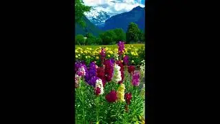 Swiss Flowers 💐🌺  #swiss #switzerland...Swiss Flowers 💐🌺#naturelovers #wonderful #travel