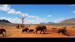 Kenia Safari Tsavo East & West 2019