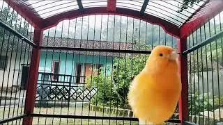 Most Beautiful Canary Bird Singing Song For Training Canaries