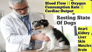 Blood Flow, Oxygen Consumption, Cardiac Output || Resting Values Individuals ( Dog & Cat ) 🐈