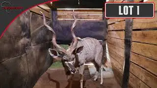 African Game Auctioneers Boma Lots 1
