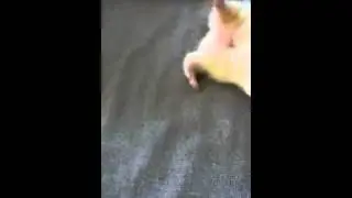 Epic ferret