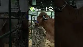 &iexcl;Visita Agroexpo 2025 en Corferias, Bogot&aacute;! Del 9 al 20 de julio.