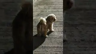 The walking Dog at night