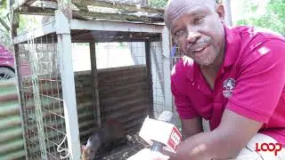 CriTTers of T&T: All About Agoutis