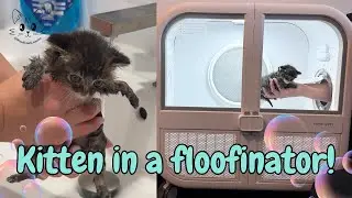 Rescue Kitten&rsquo;s First Bath 🛁 & Fluffy Glow-up! | Goose 🪿 x HomeRunPet Dryer 🔥