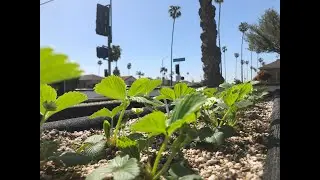 The Degnan Microfarm