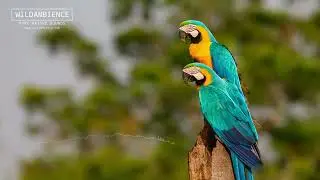 Macaw Sounds &ndash; Blue-and-Yellow-Macaw calls from the Amazon rainforest