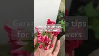 #garden #goodinthemorning #gardening #geranium #caretips .... follow me for more flower updates.