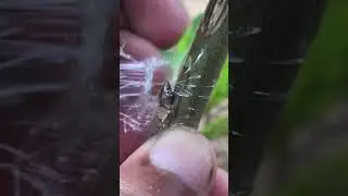 Mulberry Bud Grafting EP301#grafting #budgrafting #satisfying