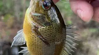 Ditch Fishing & Trout Magnets