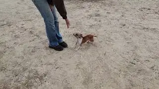 Legend adoptable Animal Rescue Volunteers