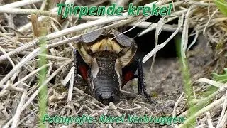 Krekel