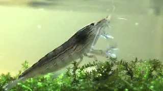 Riffle Shrimp Fan Feeding in the flow