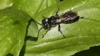 A square headed wasp patrols a basil patch; California 92563