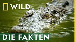 Die spannendsten Krokodil-Fakten! | Croctober