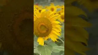 Sunflower garden 🌻.                            #shorts #sunflowergarden