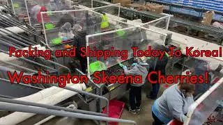 Packing and Shipping Today On Line 1 To Korea Washington Skeena Cherries! June 29th!