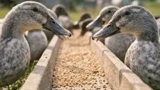 Organic duck farming for high yield | #farming #duckfarming 