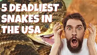 5 Deadliest Snakes in the US