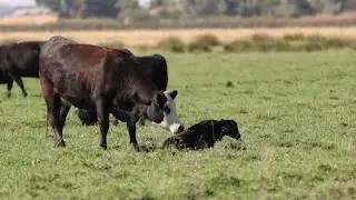 Ranch Work, Grazing Winds Down, and a Big Surprise!