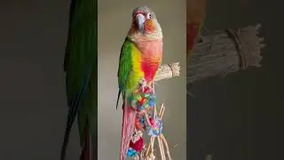 Cute conure parrot relaxing by the window