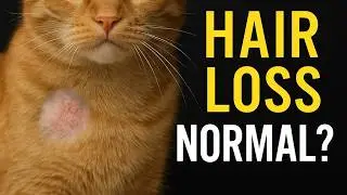Cat Hair Loss: What&rsquo;s Normal and What&rsquo;s Not?