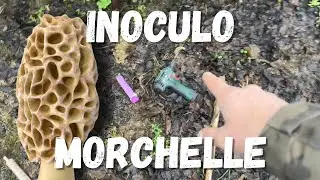 Esperimento - Inoculo Morchelle (Spugnole)