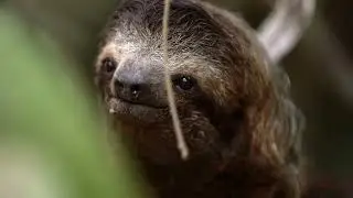 Arenas Brasilito - Miravalles Volcano plus Sloths