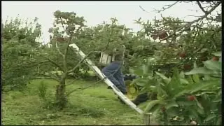 Flashback Friday: Stone's Apple Barn has one of its best crops of all time