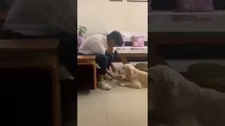 comedy video 😂🐕🐶#youtubeshorts#marcoo#pet#shortvideo#dogtraining#viralshort#comedyshorts#dog