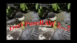 DxO PureRaw en photo animalière... Est ce nécessaire?