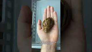 The key reason why the Giant African Snail has become one of the world&rsquo;s top invasive species