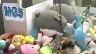 cat in claw machine