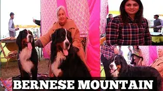 Bernese Mountain || Expensive Breed In India || Dog Show ||  Scoobers