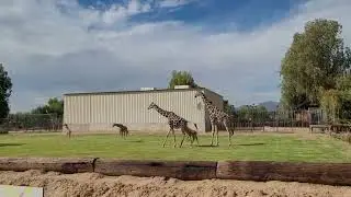 So Tall Already! Baby Giraffes Growing Fast 🦒✨