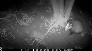 Rewilding Elmore - The badgers