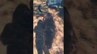 Dogs and slime #fun