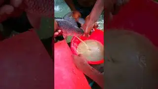 Fish Eggs || Collecting Fish Eggs For Reproduction #shorts #viral