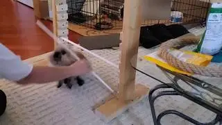Rabbit Tricks Gizmo The Baby Lionhead Rabbit - 1st time target training on bunny bar jump. Oct 31/19