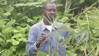 Five Water Loving Plants II Kumi Perma Ecovillage Ghana