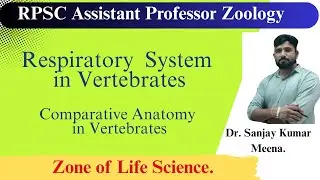 Respiratory System in Vertebrates(Comparative Anatomy)RPSC ASST PROFZOOLOGY#rpsczoology#vertebrates
