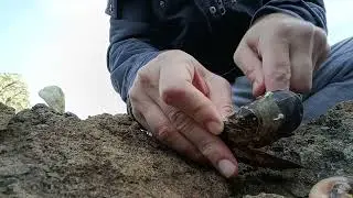 Encarnar o cebar mejill&oacute;n para la pesca del sargo.