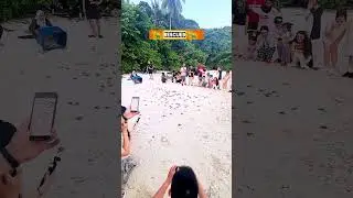 Baby Turtles Released Into The Ocean 🐢 #rescue #rescueanimals #shorts #trendingshorts #ytshorts
