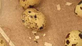 Live Quail Hatch Part 1 