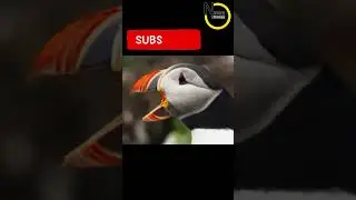 Amazing sound of a puffin...!