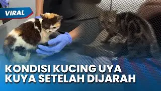 PILU! KONDISI KUCING Uya Kuya Setelah Rumahnya Dijarah Massa, Sherina: Sangat Kurus