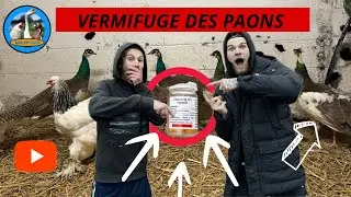 COMMENT VERMIFUGER VOS PAONS