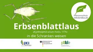 Erbsenblattlaus in die Schranken weisen